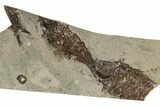 Fossil Fish (Knightia) Mortality Plate - Wyoming #257099-1